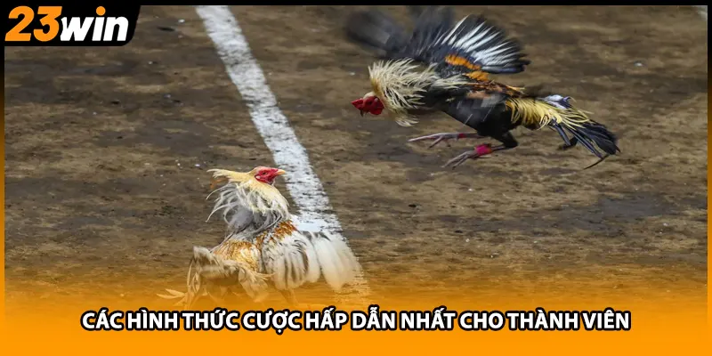 Các hình thức cược hấp dẫn nhất cho thành viên