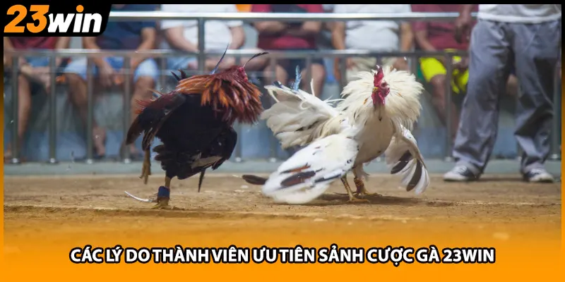 Các lý do thành viên ưu tiên sảnh cược gà 23WIN