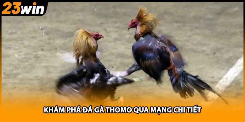 Khám phá đá gà thomo qua mạng chi tiết