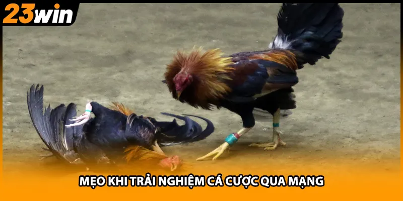 Mẹo khi trải nghiệm cá cược qua mạng