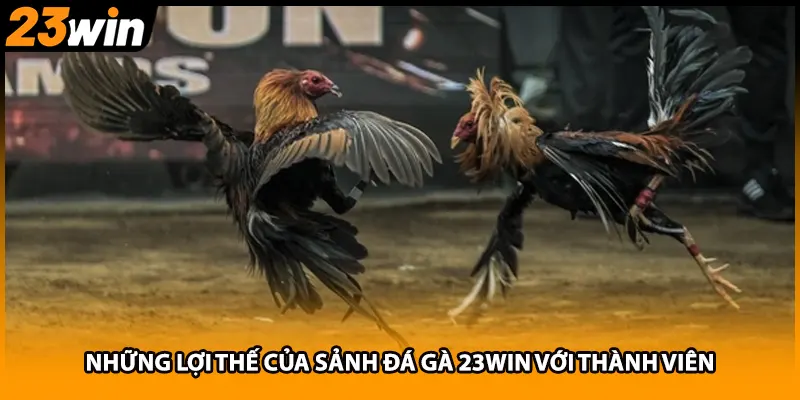 Những lợi thế của sảnh đá gà 23WIN với thành viên
