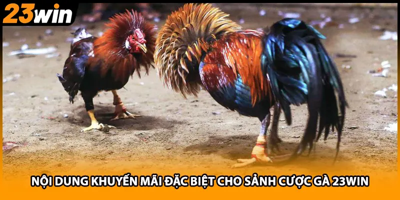 Nội dung khuyến mãi đặc biệt cho sảnh cược gà 23WIN